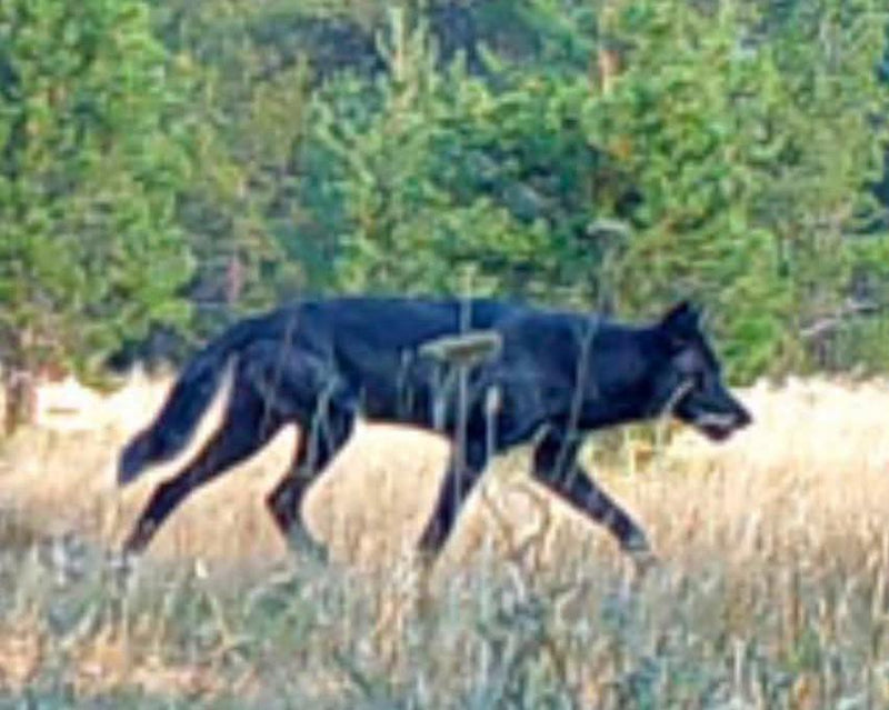 Gray Wolf Sighted in Mendocino National Forest: Historic Return