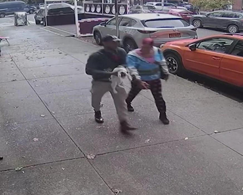 Brooklyn Bodega Cat Theft Sparks Community Search for Jabal