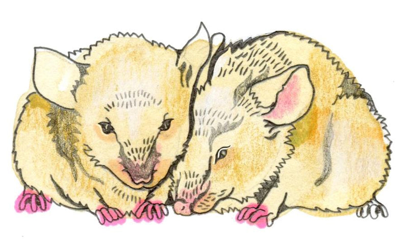 Kids' Quiz: Mouse Eyesight and What Comes After Space