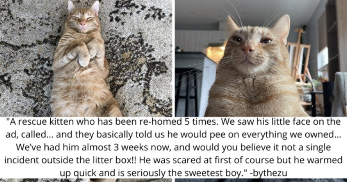 A Cat Re-homed 5 Times Finally Finds His Forever Home - grandgoldman.com