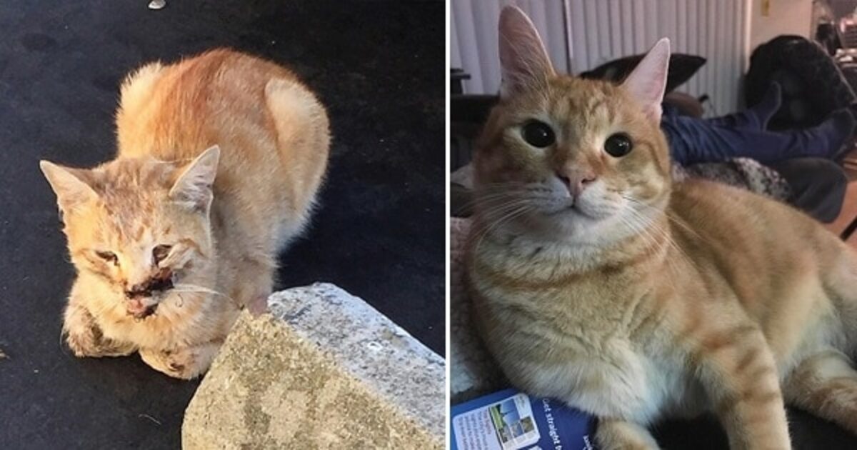 A Woman Spent Thousands Of Dollars To Save The Life Of A Homeless Injured Cat - grandgoldman.com