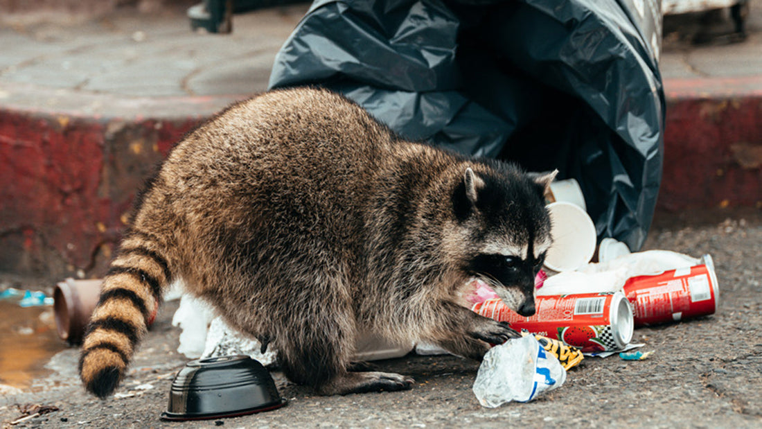 Best Poison for Raccoons - Grand Goldman