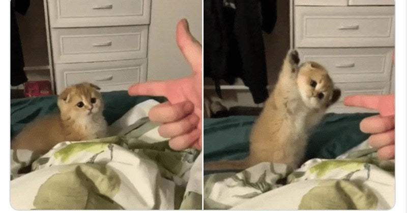 Adorable Cats That Made 2020 A Little Bit Better (30 Tweets) - grandgoldman.com