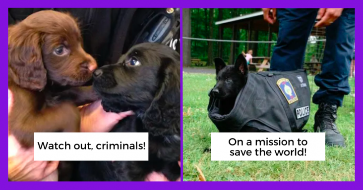 20 Adorable Police Puppies Who Are Breaking The Internet With Their Undeniable Charm - grandgoldman.com