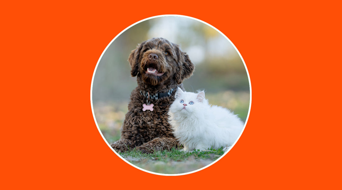 Alarms with anti-pet technology: security without unnecessary scares - grandgoldman.com
