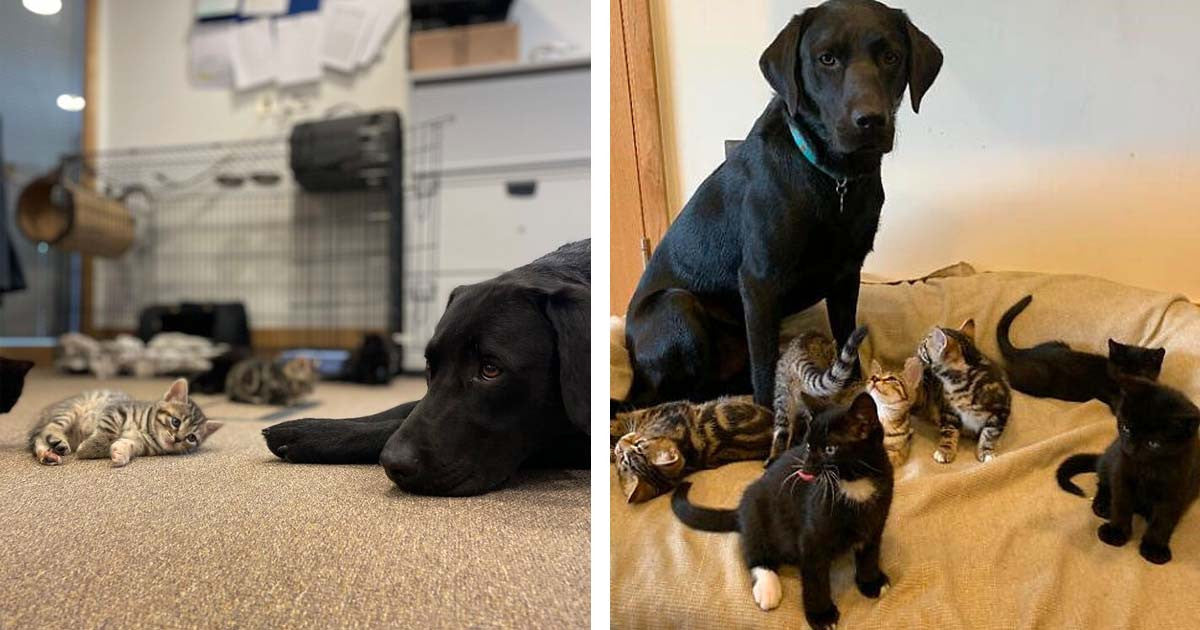 Amazing Labrador Retriever Becomes Dad Of 7 Rescued Kittens After Adopting Them - grandgoldman.com
