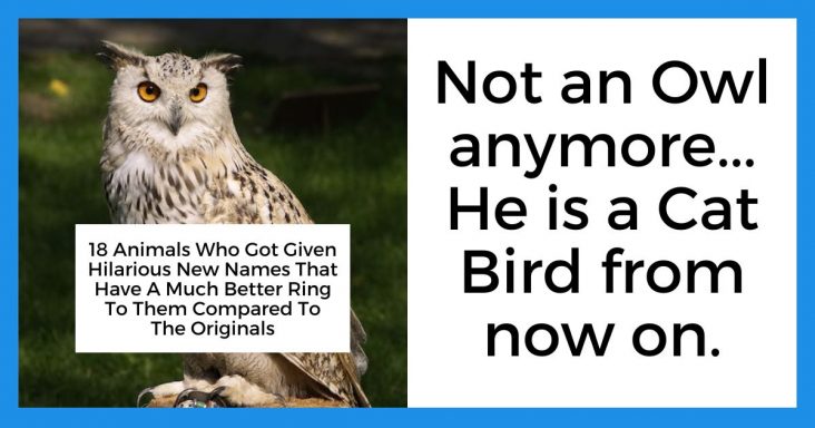 18 Animals Who Got Given Hilarious New Names That Have A Much Better Ring To Them Compared To The Originals