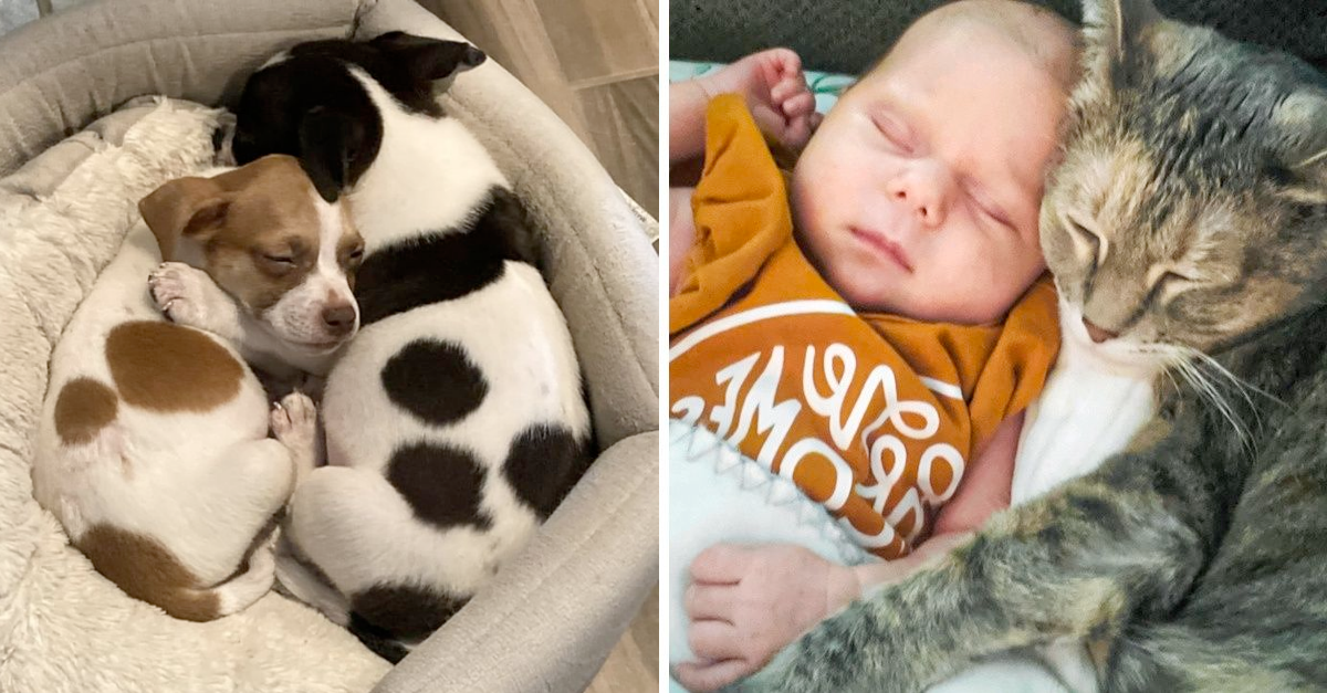 18 Animals Who Found Their New Bestie And Now Cannot Part With Them