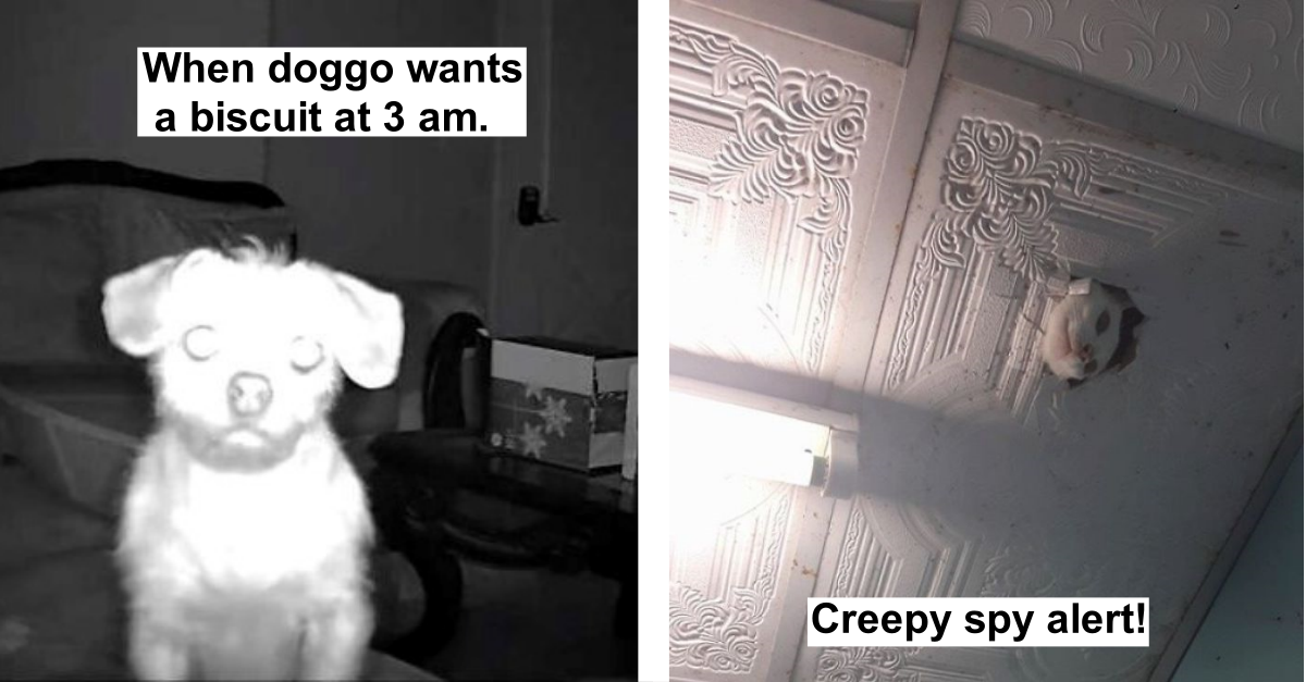 24 Times Pets Gave Their Owners A Mini Heart Attack Unintentionally - grandgoldman.com
