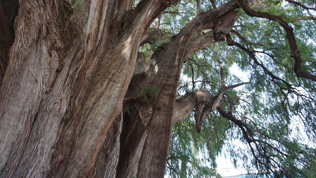 Árbol del Tule is the thickest tree in the world in Mexico