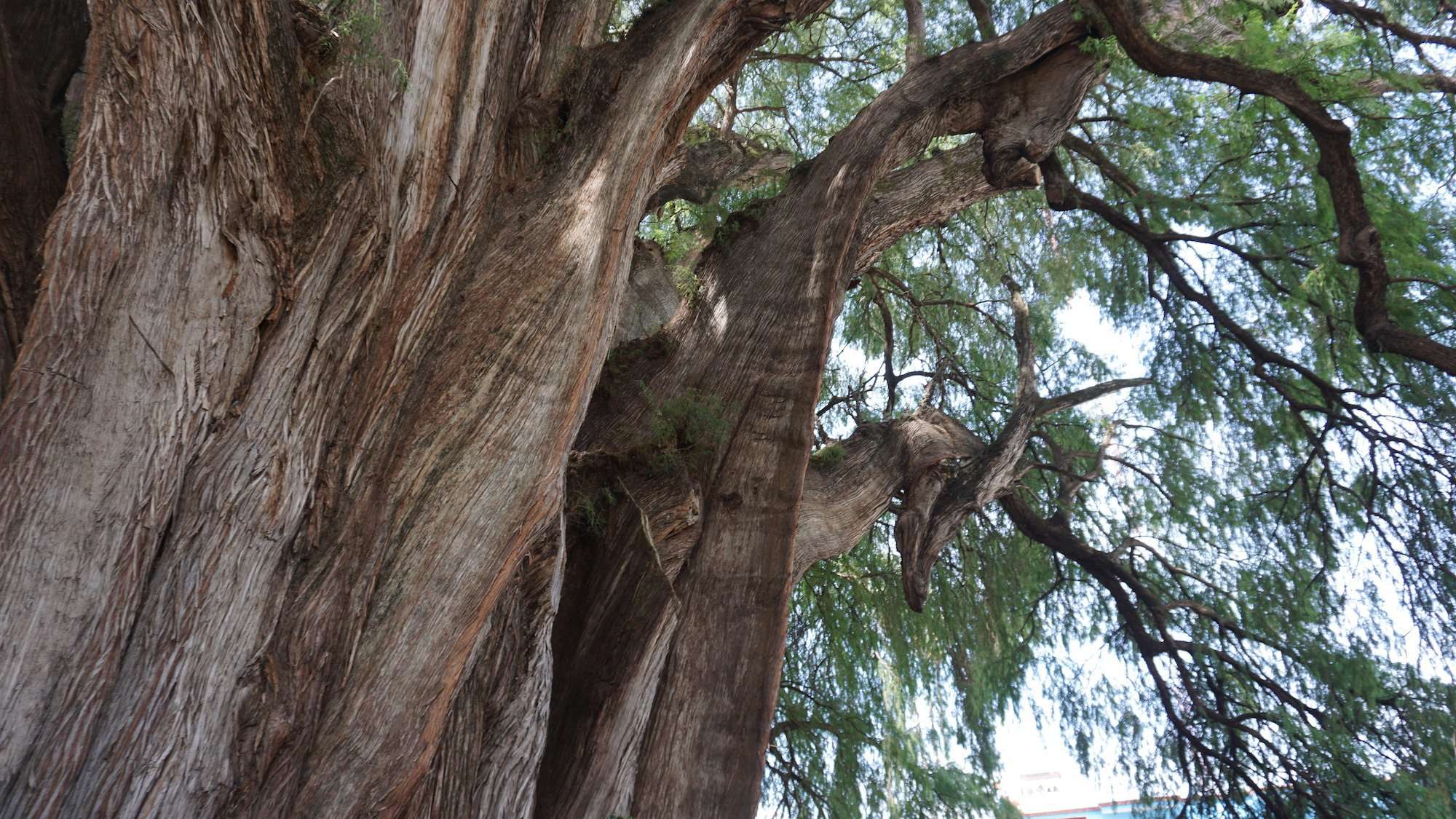 Árbol del Tule is the thickest tree in the world in Mexico
