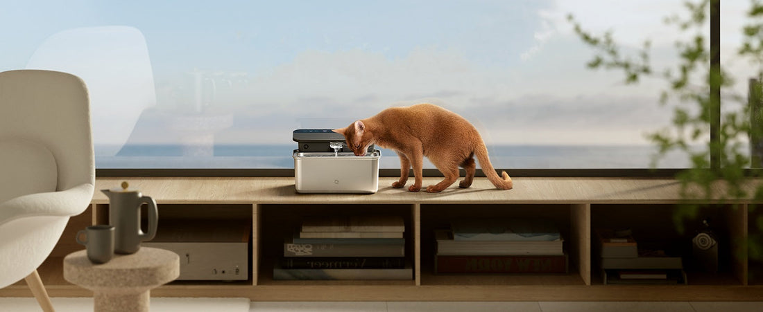 Automated Pet Care Devices: All You Need To Know (Guide)