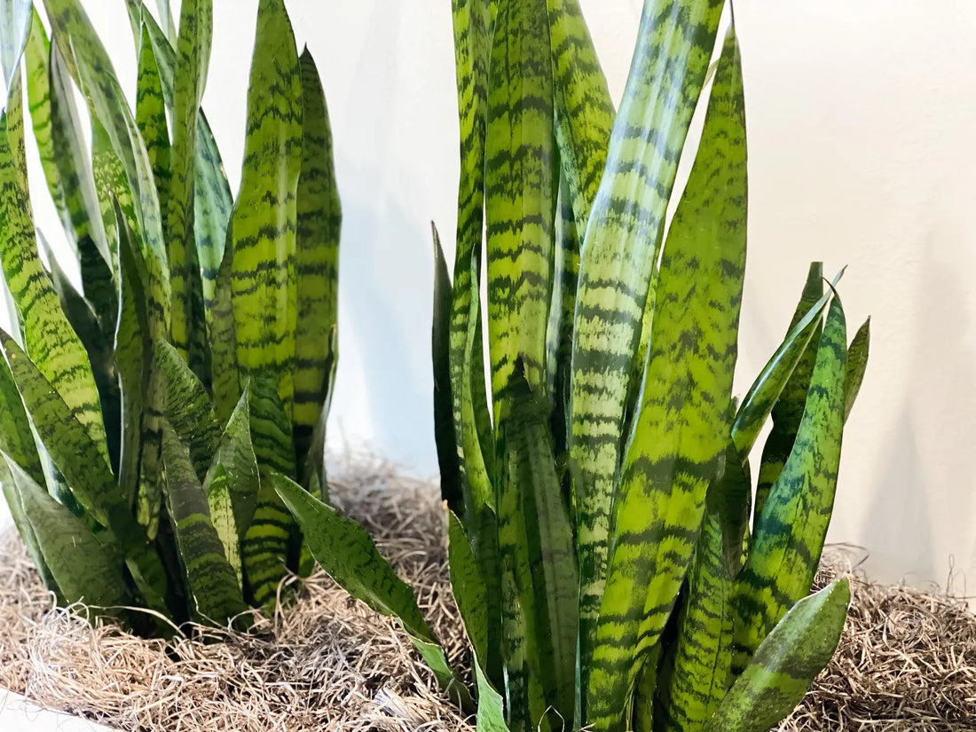 The Best Houseplants That Require Little Care - grandgoldman.com