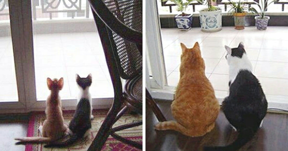 26 Before-After Photos Of Cats Showing How Adoption Changed Their Lives For Better