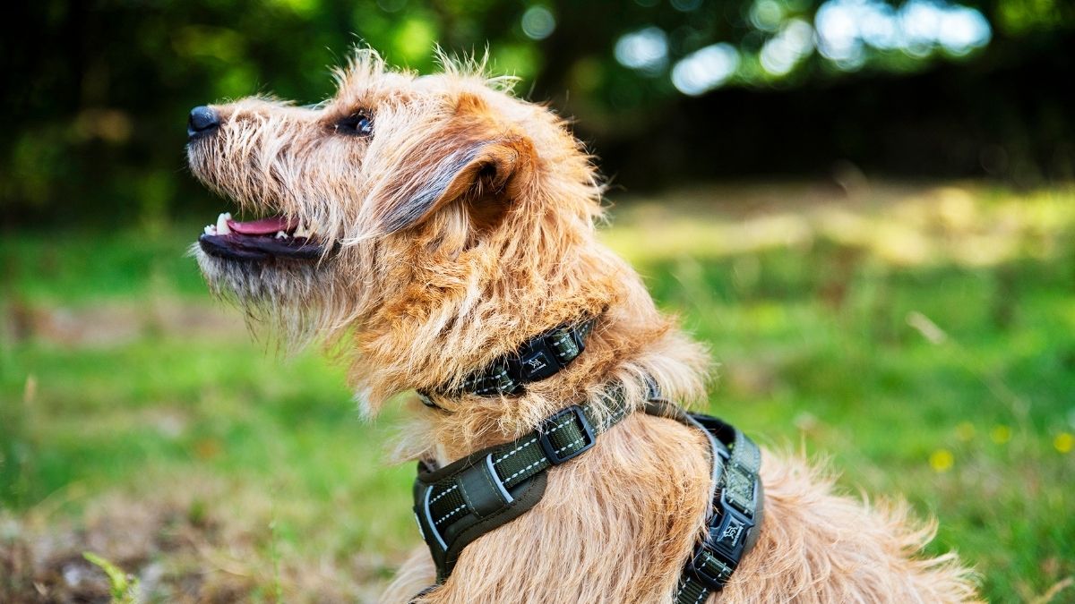Best Harnesses For Cairn Terrier - Grand Goldman