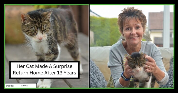 Missing Cat Surprisingly Returned Home After 13 Years, Makes A Hilarious Tale For The Parties