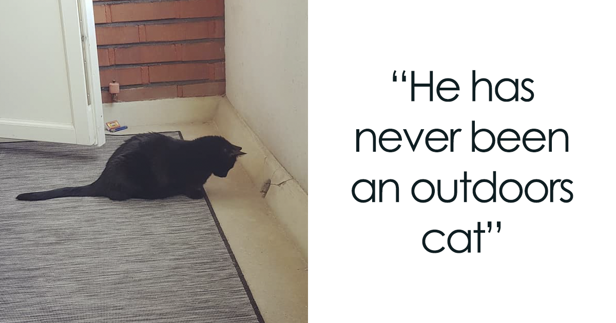 This Cat’s Reaction To Being Allowed Into The Balcony For The First Time Is Too Hilarious & Pure - grandgoldman.com