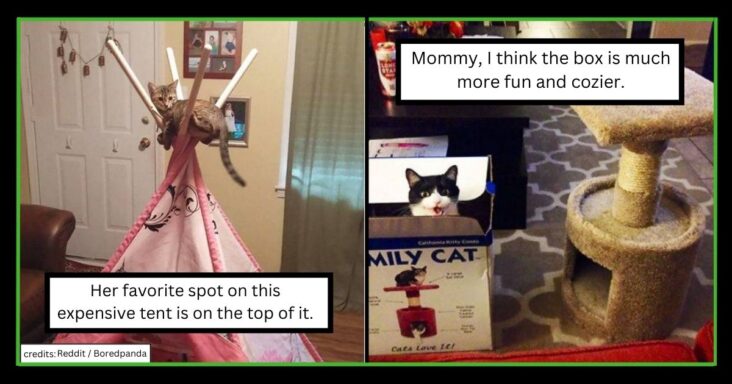 Cats Who Love Everything In This World Except The Expensive, Fancy Gifts Their Staff Bought For Them