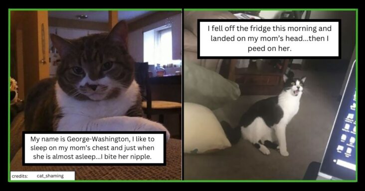 20 Cats That Were Shamed For Their Crimes And We’re Here For It