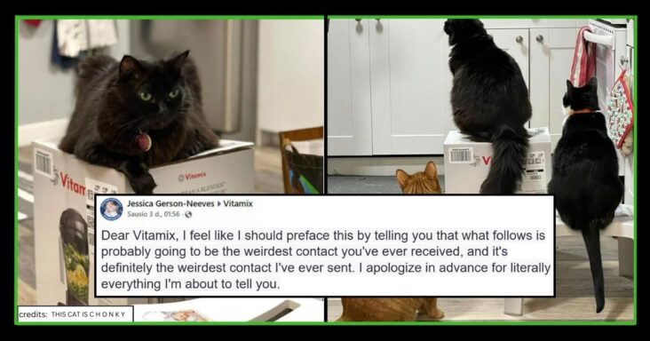 A”Cats Get What They Want” Cats Refuse To Get Off Owner’s Vitamix Blender Until They Got Their Own