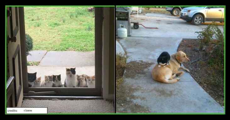 15 Cats Take Over Humans As If They Were Always Meant To