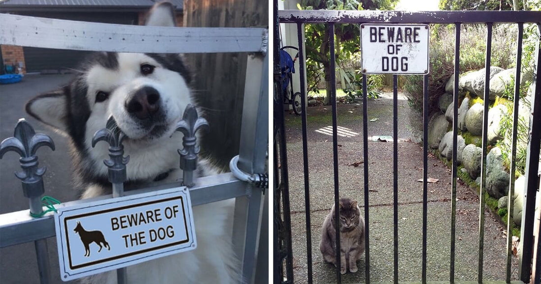 45 Dangerously Cute Dogs Behind “Beware Of Dog” Signs