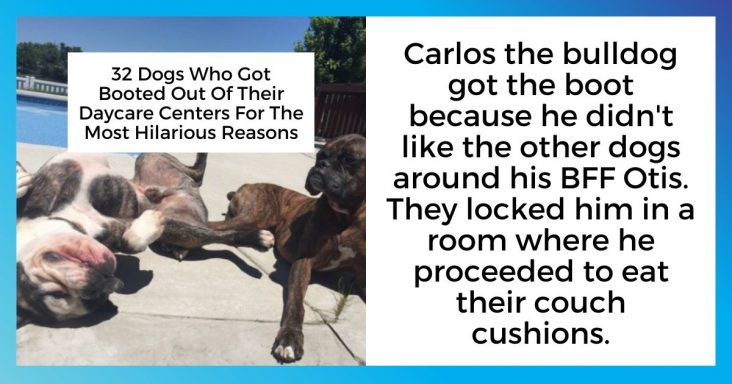 32 Dogs Who Got Booted Out Of Their Daycare Centers For The Most Hilarious Reasons - grandgoldman.com