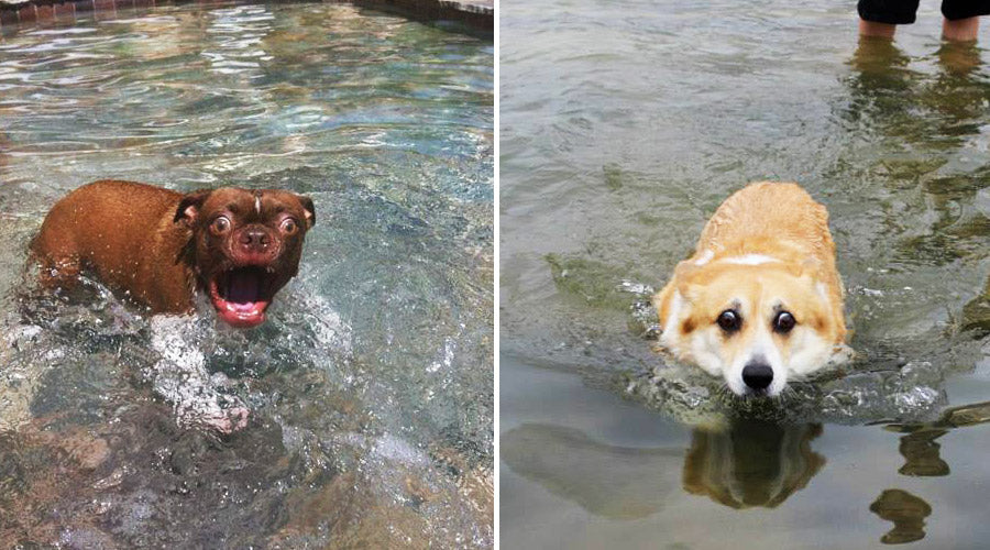 10 Dogs That Think Being In Water Is Not A Great Idea