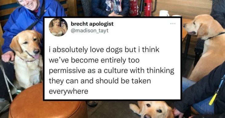 Dog Owners Asks If It Is Okay To Bring Dogs Everywhere, Not Everyone Is Having It, Heated Debate Ensues - grandgoldman.com