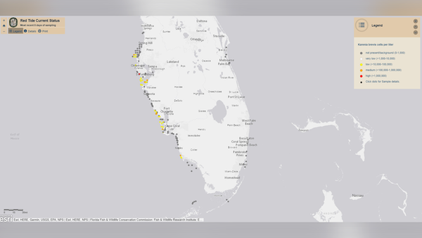 Red Tide Threatens Florida Coast! Danger to beach visitors