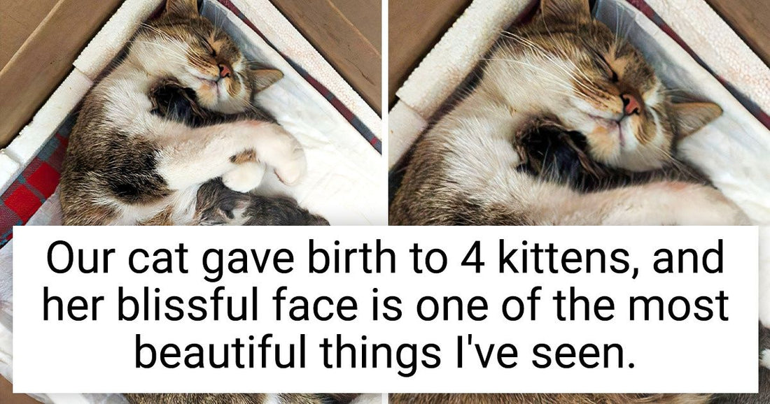 15 Wholesome Pics Of Animals Whose Emotions Speak Louder Than Barks & Purrs