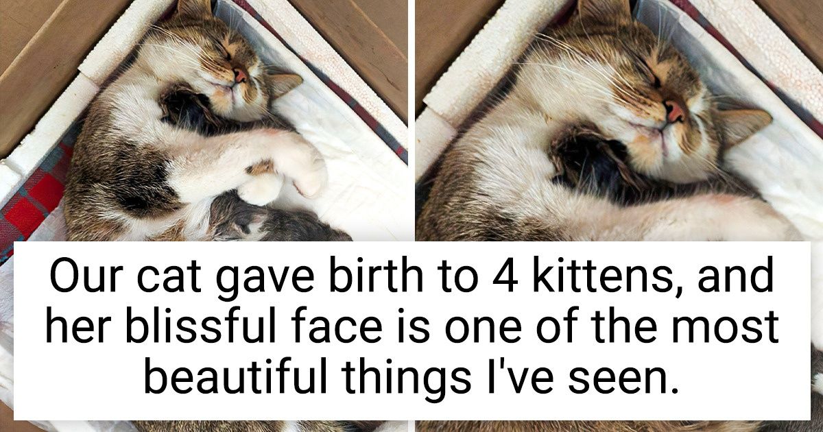 15 Wholesome Pics Of Animals Whose Emotions Speak Louder Than Barks & Purrs