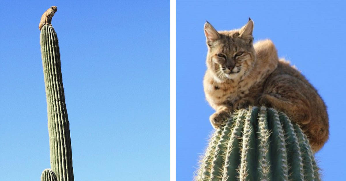 Bobcat Climbs On A 45 Feet Cactus To Escape From A Mountain Lion - grandgoldman.com