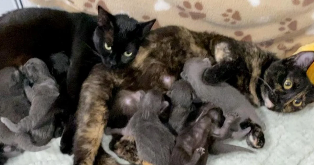 These Cat Sisters Are Raising Each Other’s Kittens & Taking Care Of Their Big Family - grandgoldman.com