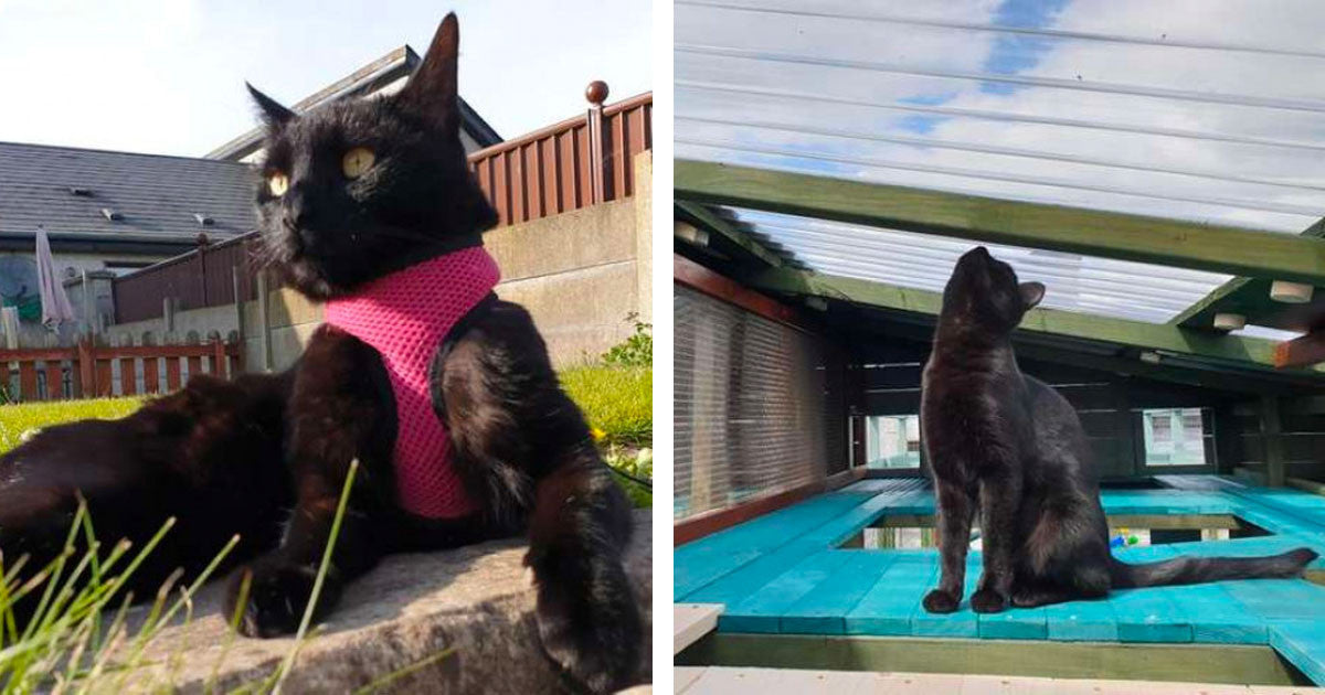 Cat Owner Spoils His Cats By Spending A Year To Build A Huge Play Area For Cats - grandgoldman.com