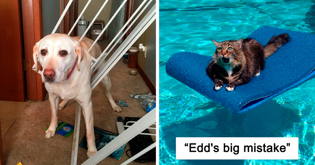 50 Dumb Animals Who Got Stuck And Required Their Hoomans To Rescue Them Out