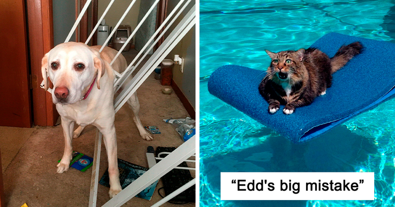 50 Dumb Animals Who Got Stuck And Required Their Hoomans To Rescue Them Out