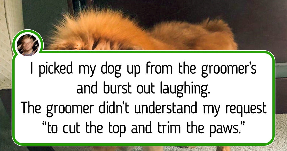 20 Times Pet Owners Failed To Recognize Their Pets After A Session With The Groomer