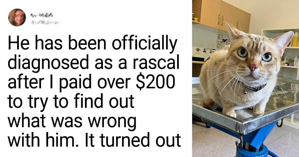 20 Pics Of Cats Hiding Their Sweet Side Under The Dark Bossy Side - grandgoldman.com