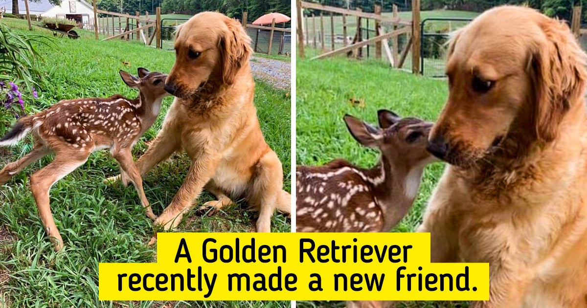 14 Examples Of Pet Friendships That Prove They Are The Purest Souls In The World