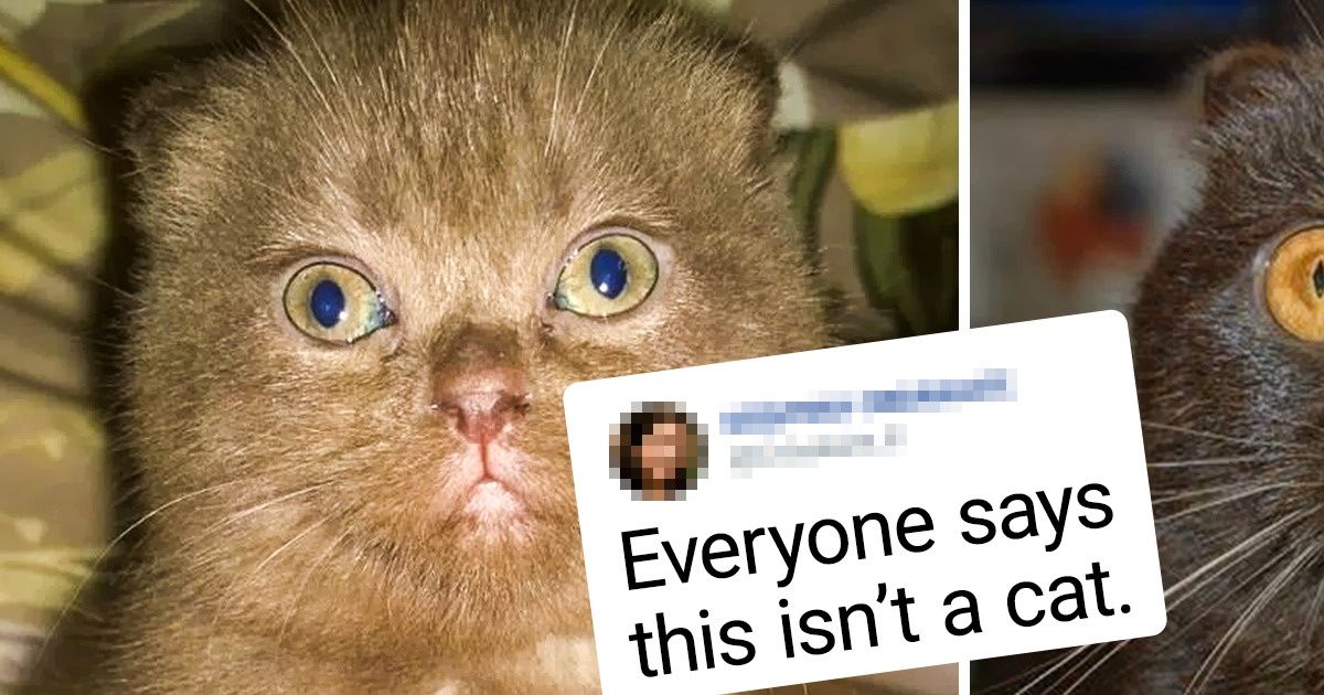 22 Cute Cats Who Transformed Into Handsome Felines - grandgoldman.com