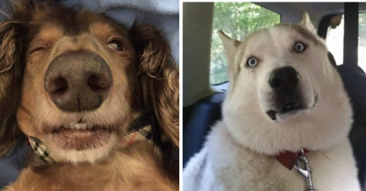 12 Images Of Dogs After Sedation Looking Irresistibly Hilarious