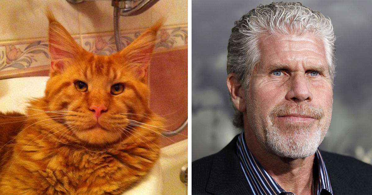 10+ Cats With Their Celebrity Doppelgängers