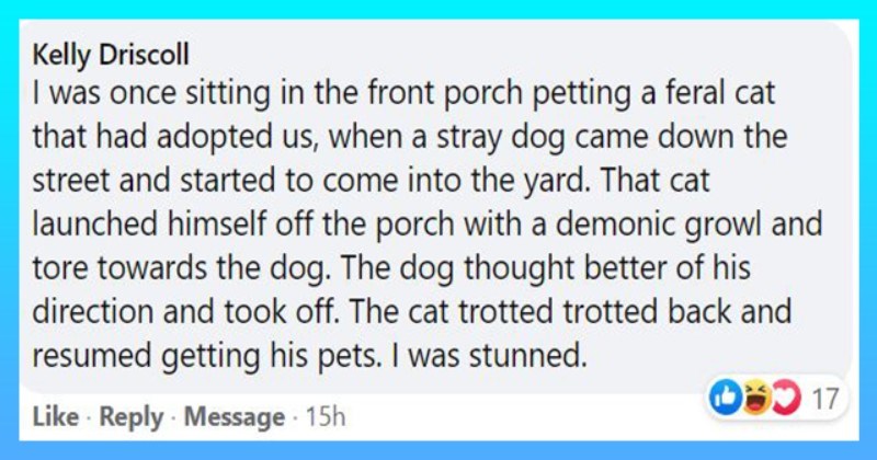15 Times Owners Showered Unlimited Love On Their Pets (Mostly Cats)