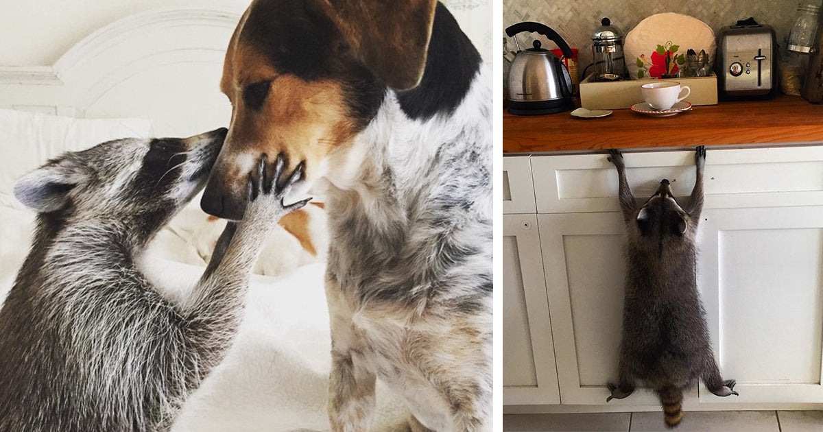 Orphan Racoon Gets Rescued By Family Dog Who Considers Him A Puppy