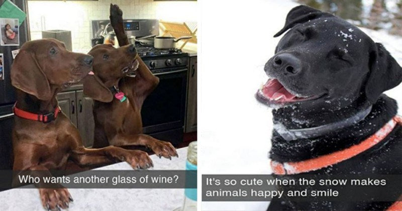 Dog Snaps That Will Raise Your Serotonin Levels To An All Time High - grandgoldman.com