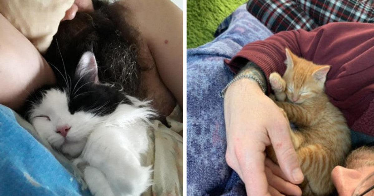 15 Cats Snatching Men From Their Wives And Girlfriends Without Showing Any Remorse