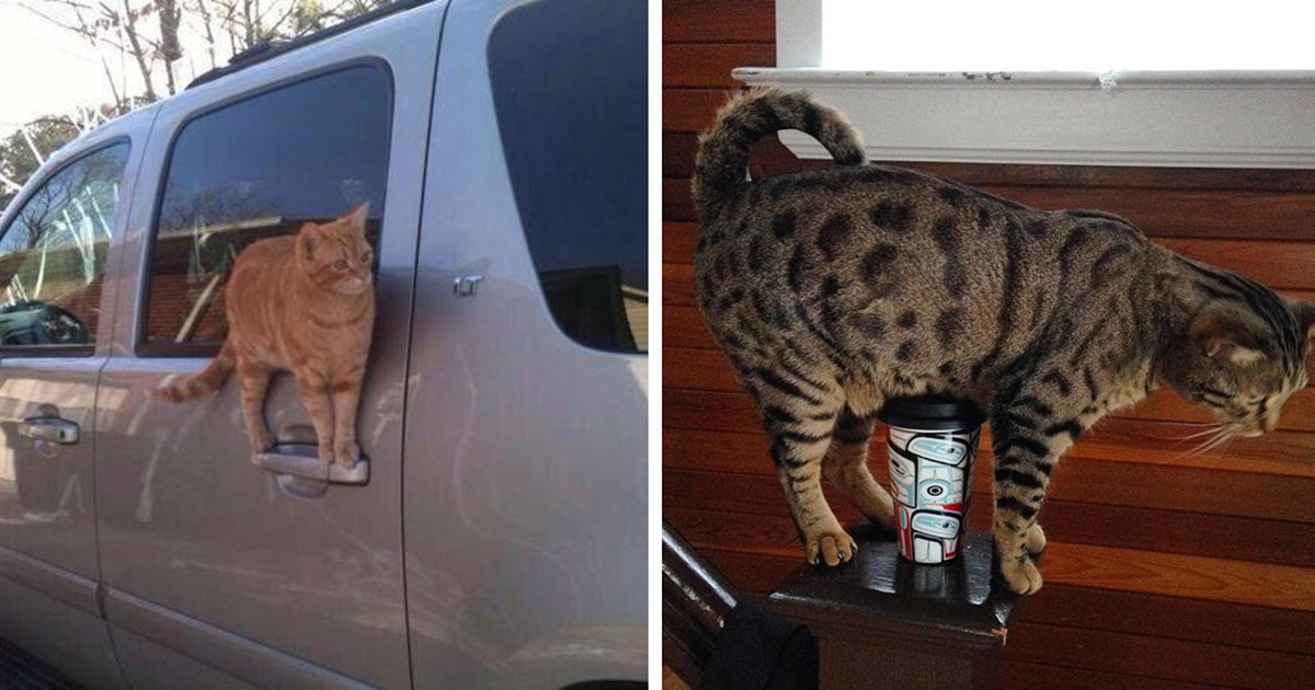 20 Cats Doing Stuff Which Makes No Sense At All