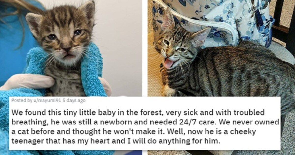 Before And After Adoption Glowups That Showcase The True Power Of Love