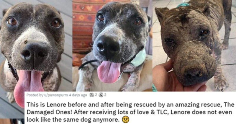 Before And After Animal Adoption Glowups To Brighten Up Your Dim Days